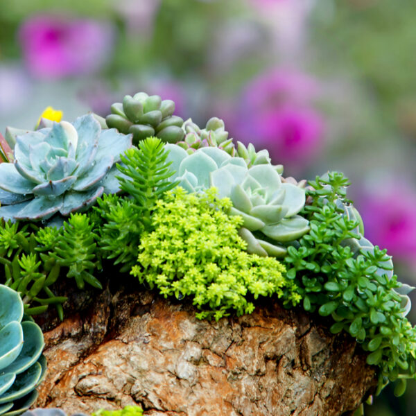 Succulent Plants: Nature’s Water-Storing Wonders