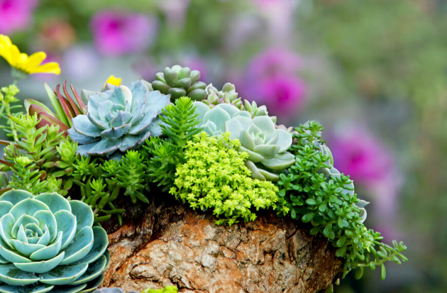Succulent Plants: Nature’s Water-Storing Wonders